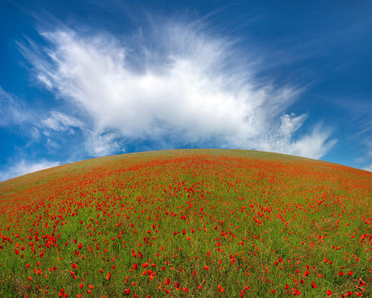 Red Poppies No1