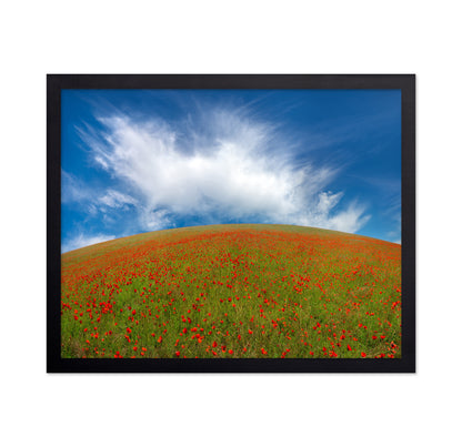 Red Poppies No1