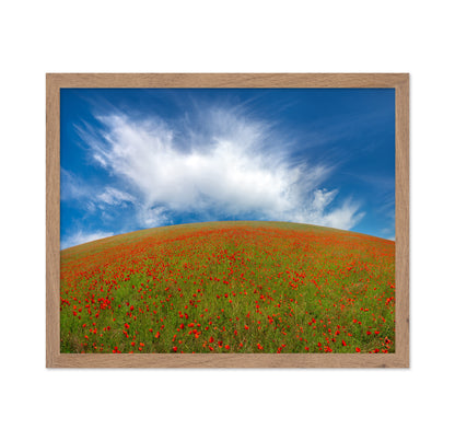 Red Poppies No1