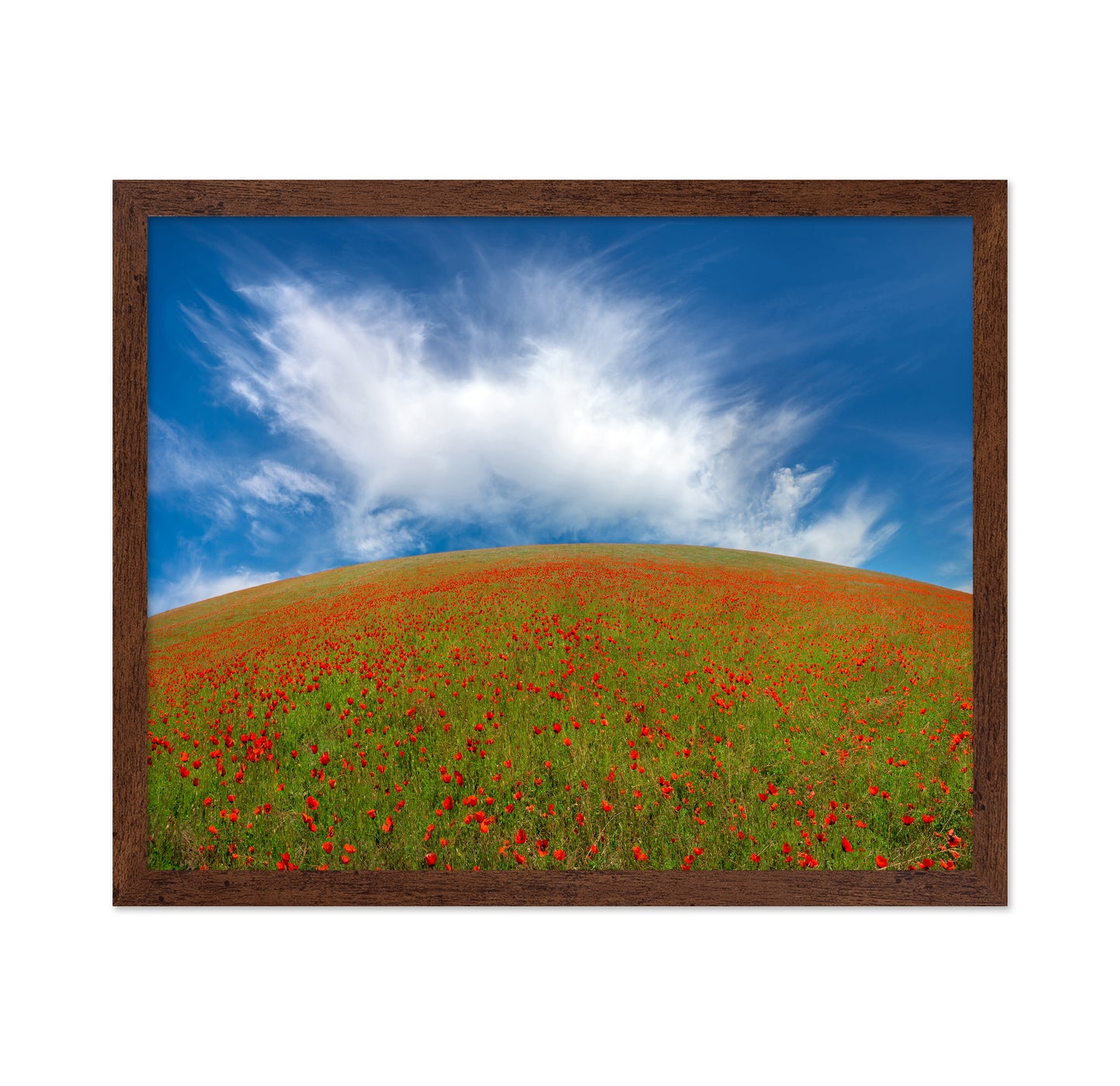 Red Poppies No1