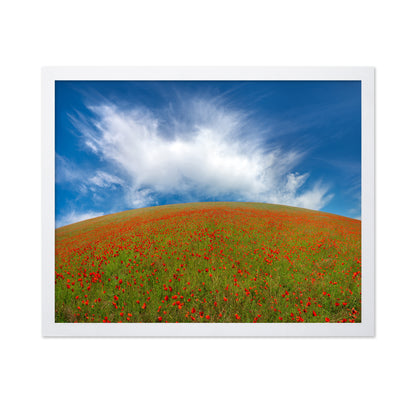 Red Poppies No1