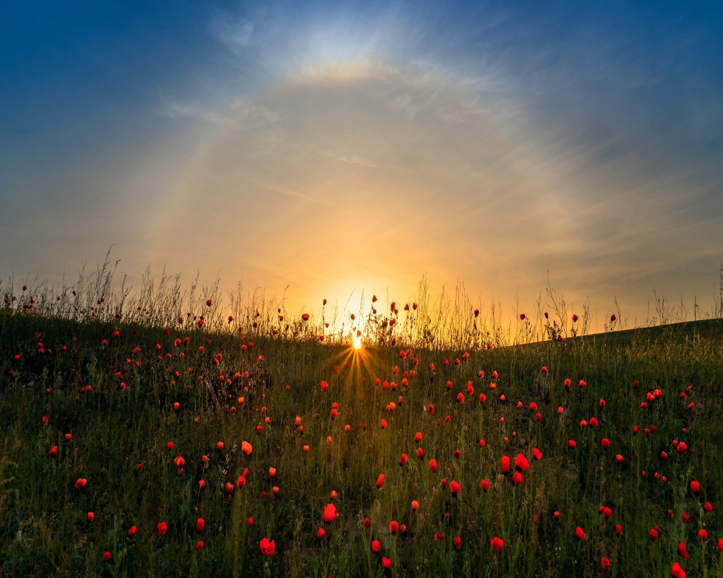 Red Poppies And Sunrise