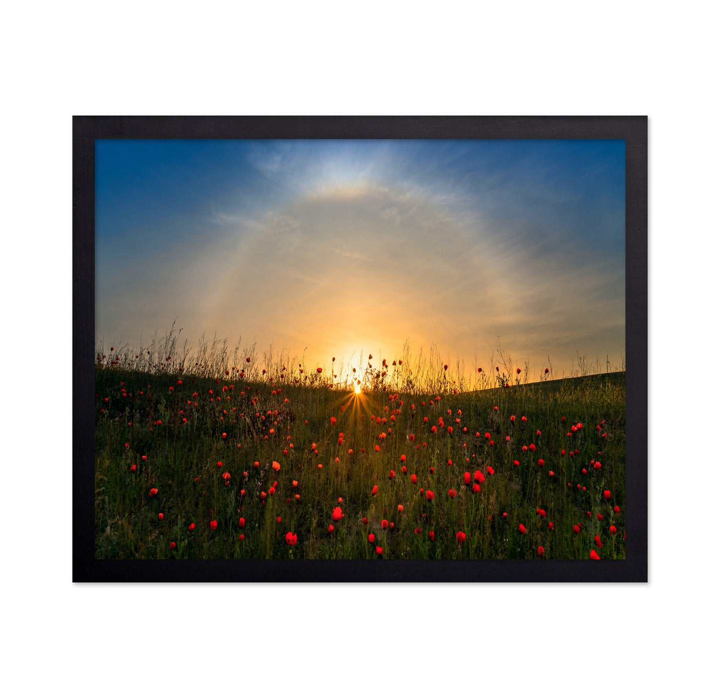 Red Poppies And Sunrise