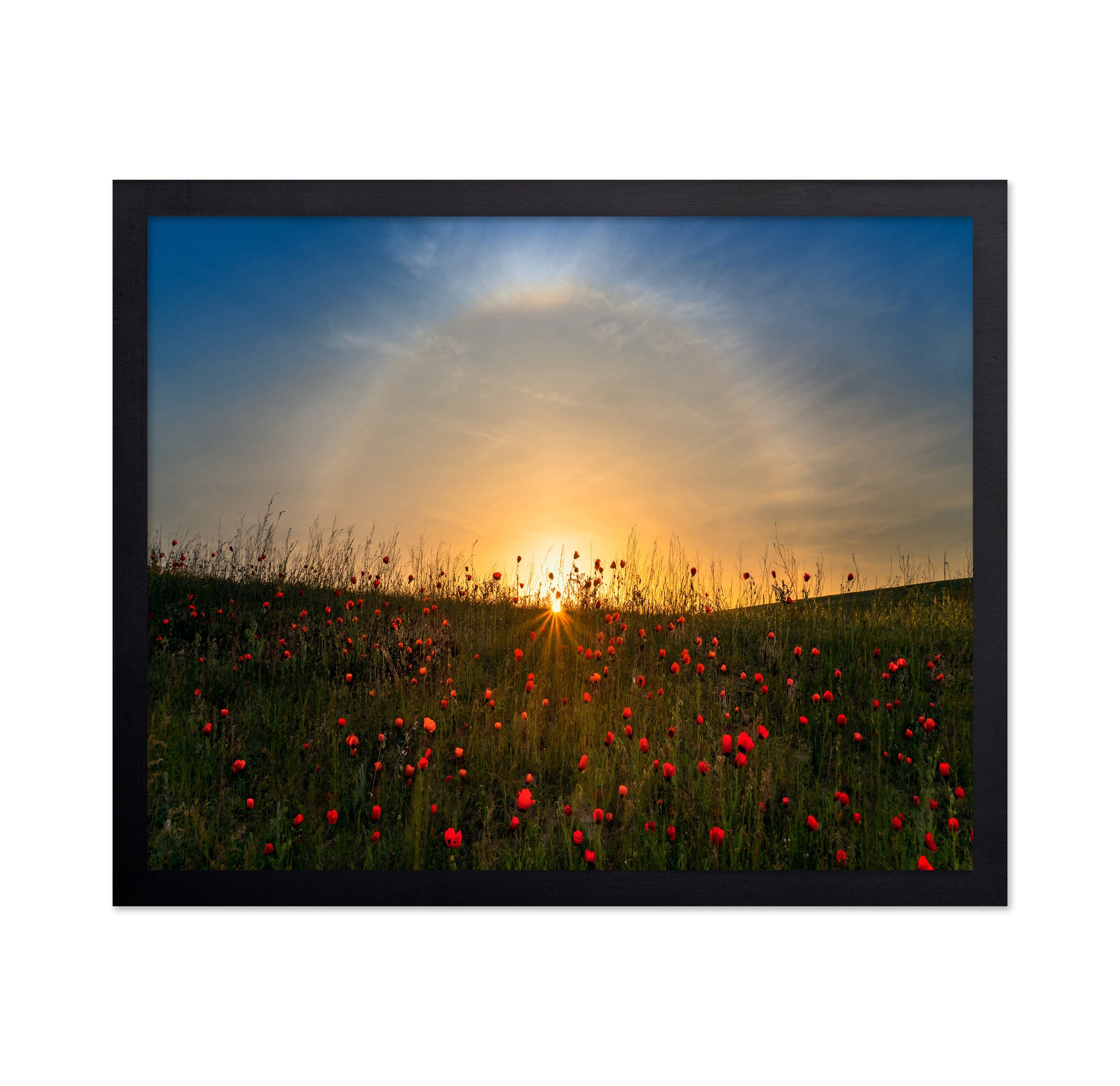 Red Poppies And Sunrise