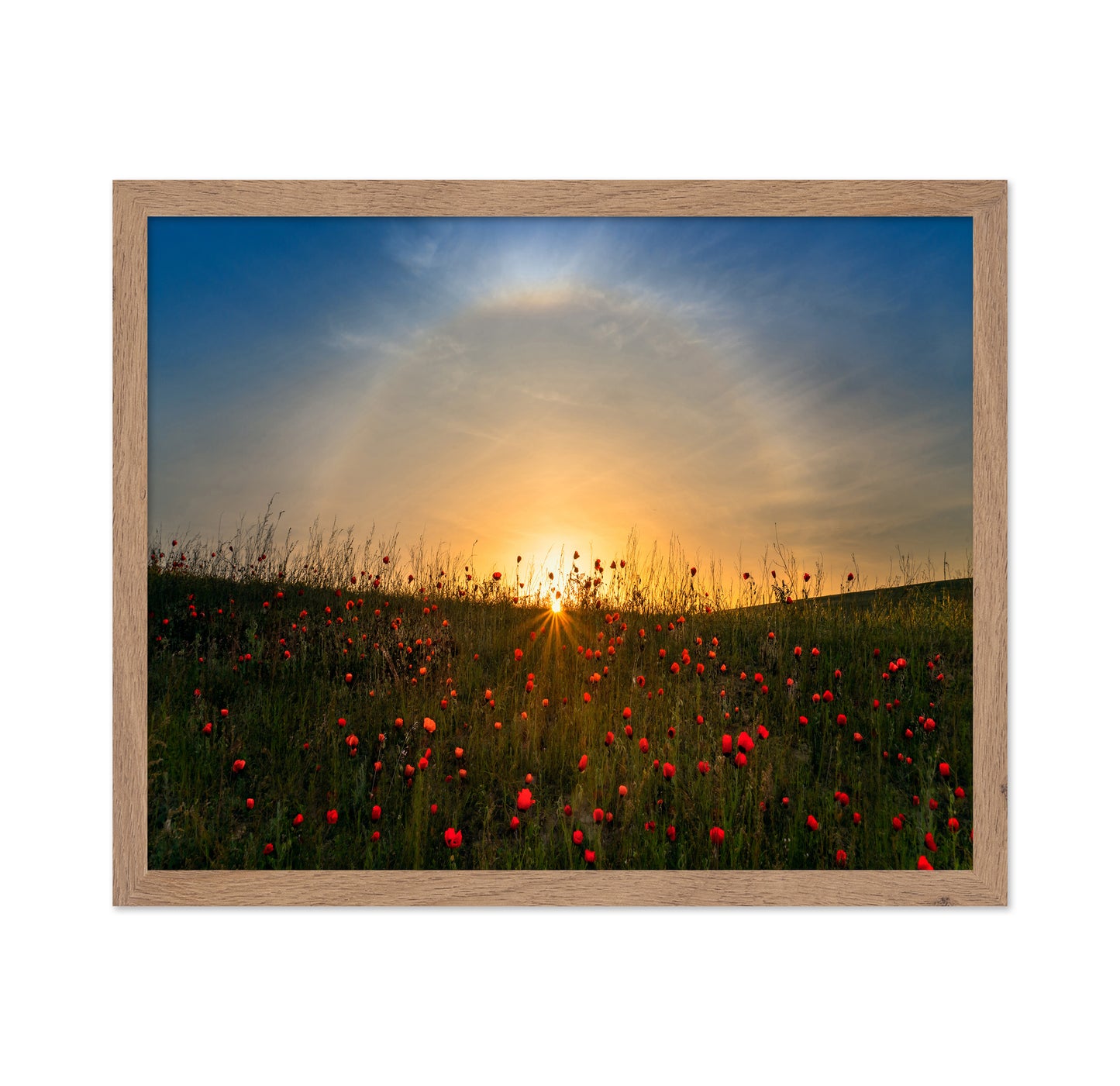 Red Poppies And Sunrise
