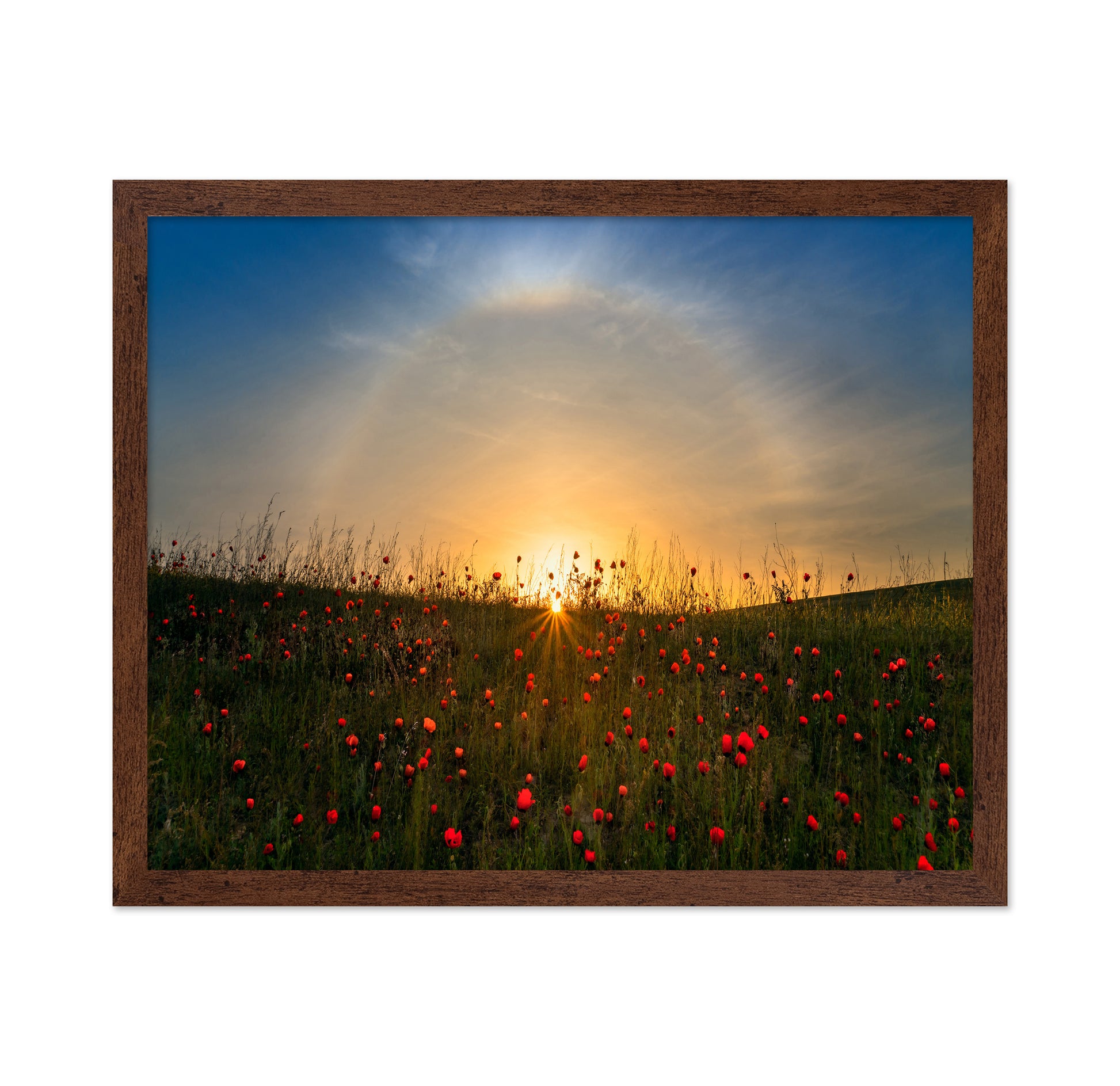 Red Poppies And Sunrise