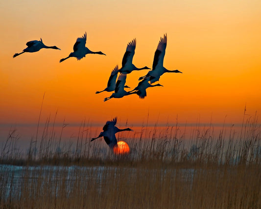 Red-Crowned Cranes