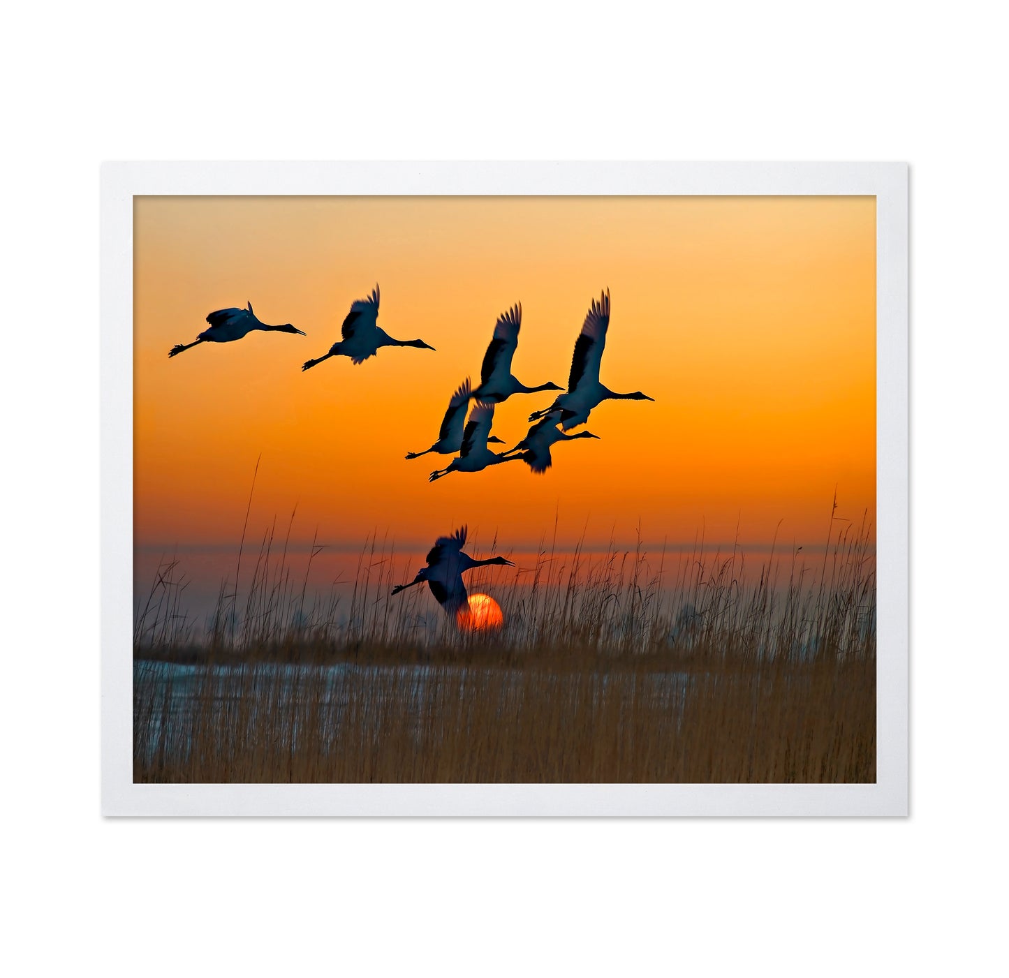 Red-Crowned Cranes