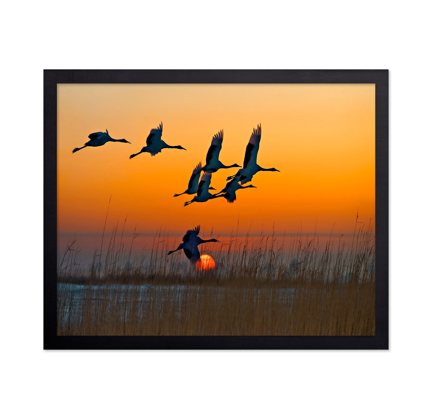 Red-Crowned Cranes