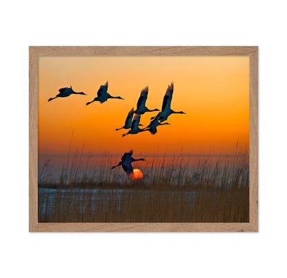 Red-Crowned Cranes