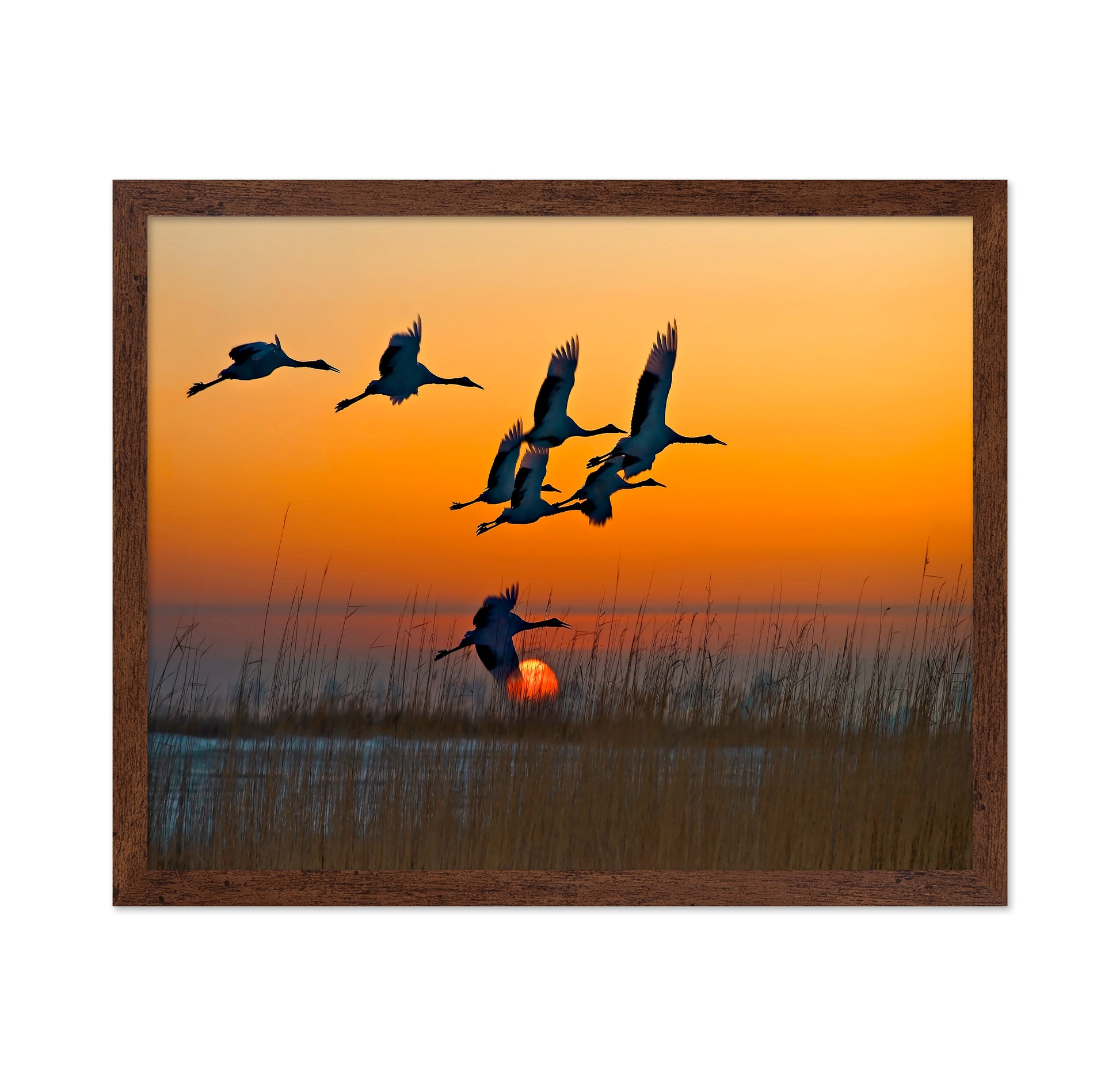 Red-Crowned Cranes