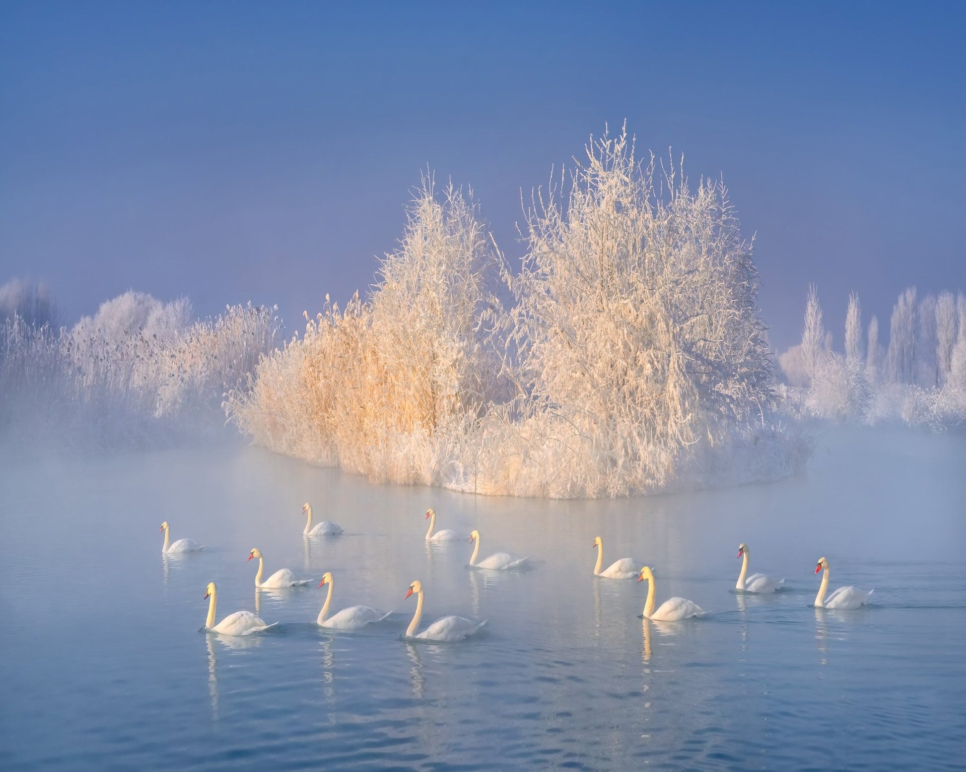 Swans on a Misty Lake