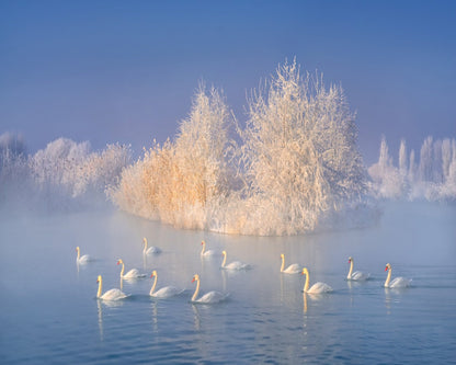 Swans on a Misty Lake