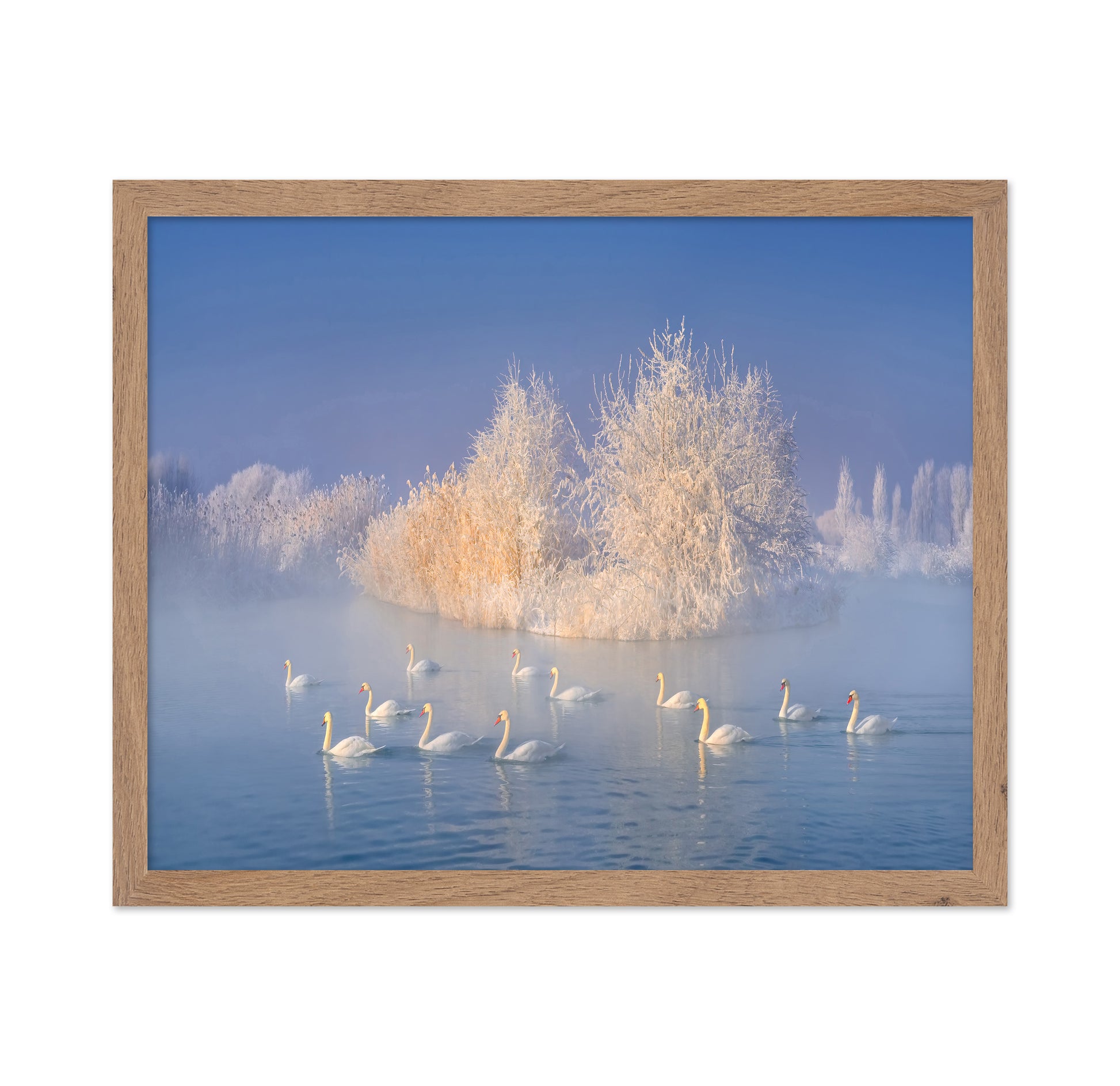 Swans on a Misty Lake