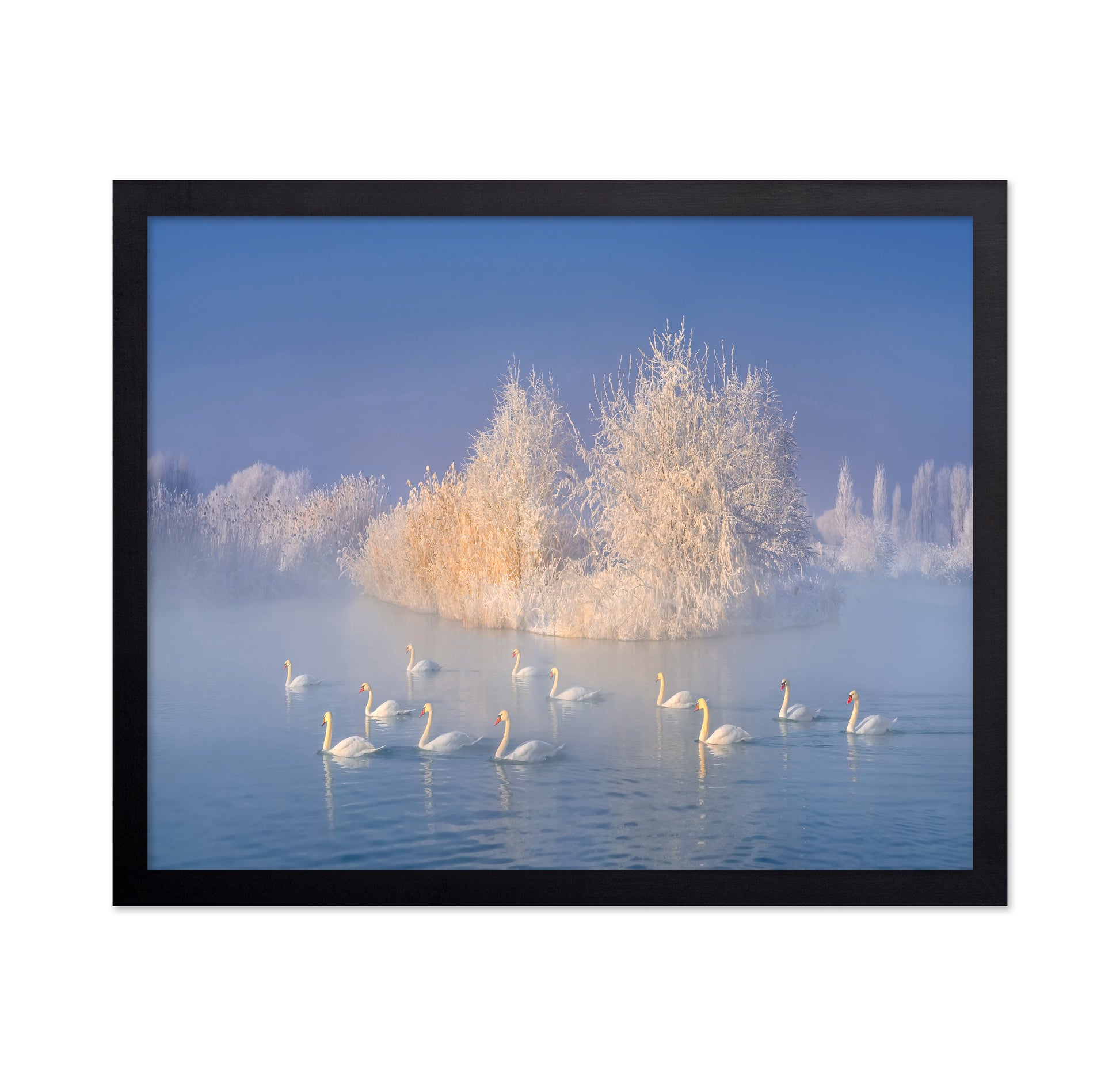 Swans on a Misty Lake