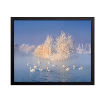 Swans on a Misty Lake