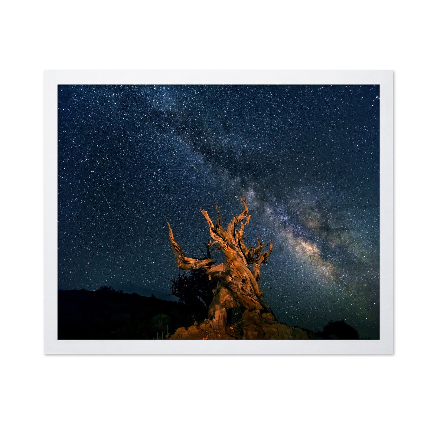 The Galaxy And Ancient Bristlecone Pine
