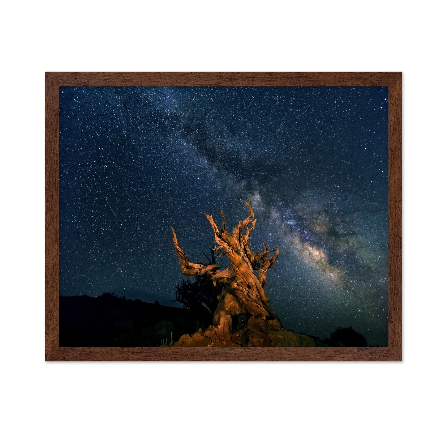 The Galaxy And Ancient Bristlecone Pine