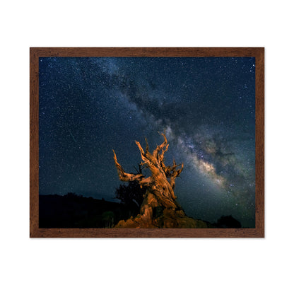 The Galaxy And Ancient Bristlecone Pine