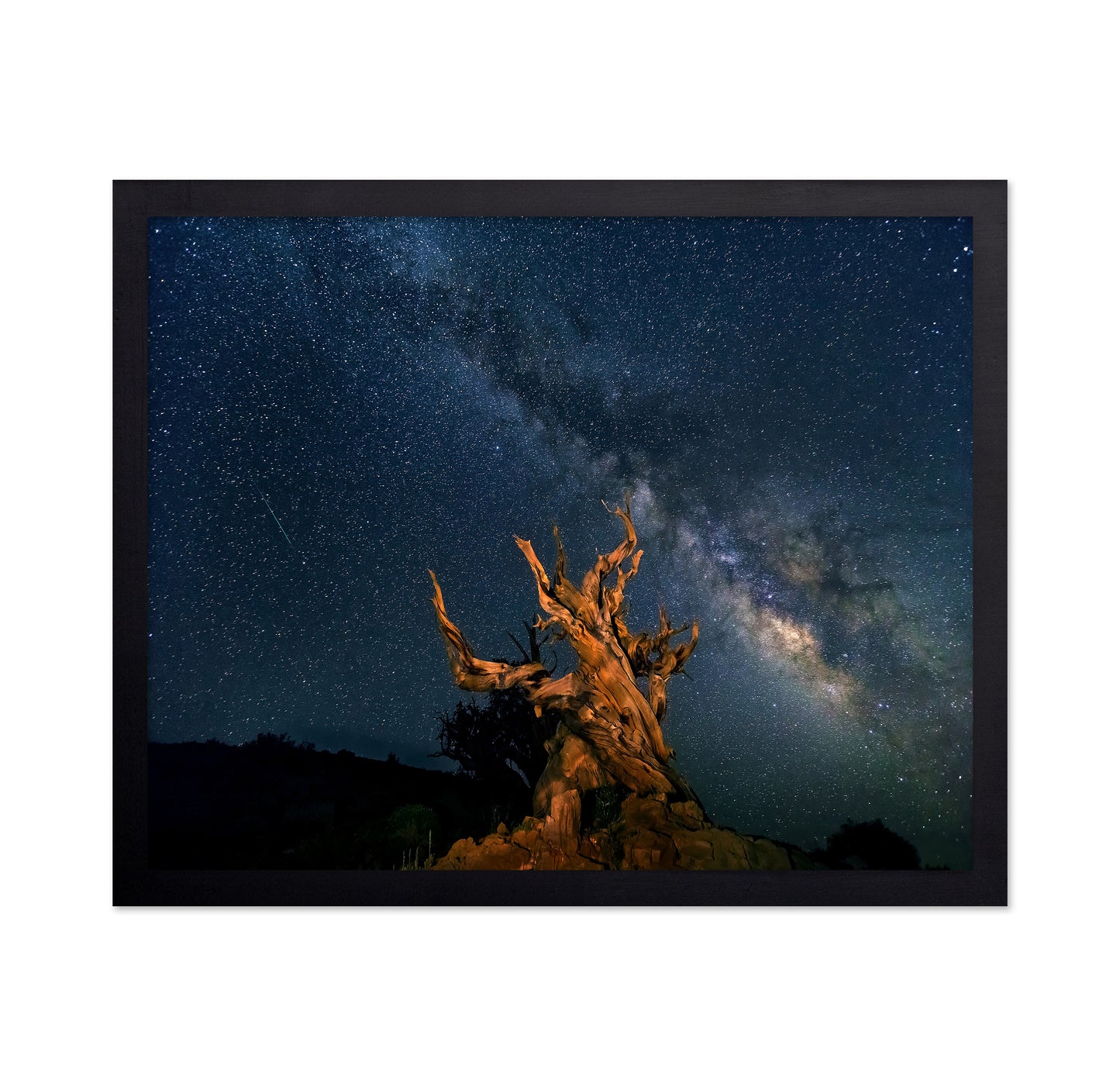 The Galaxy And Ancient Bristlecone Pine