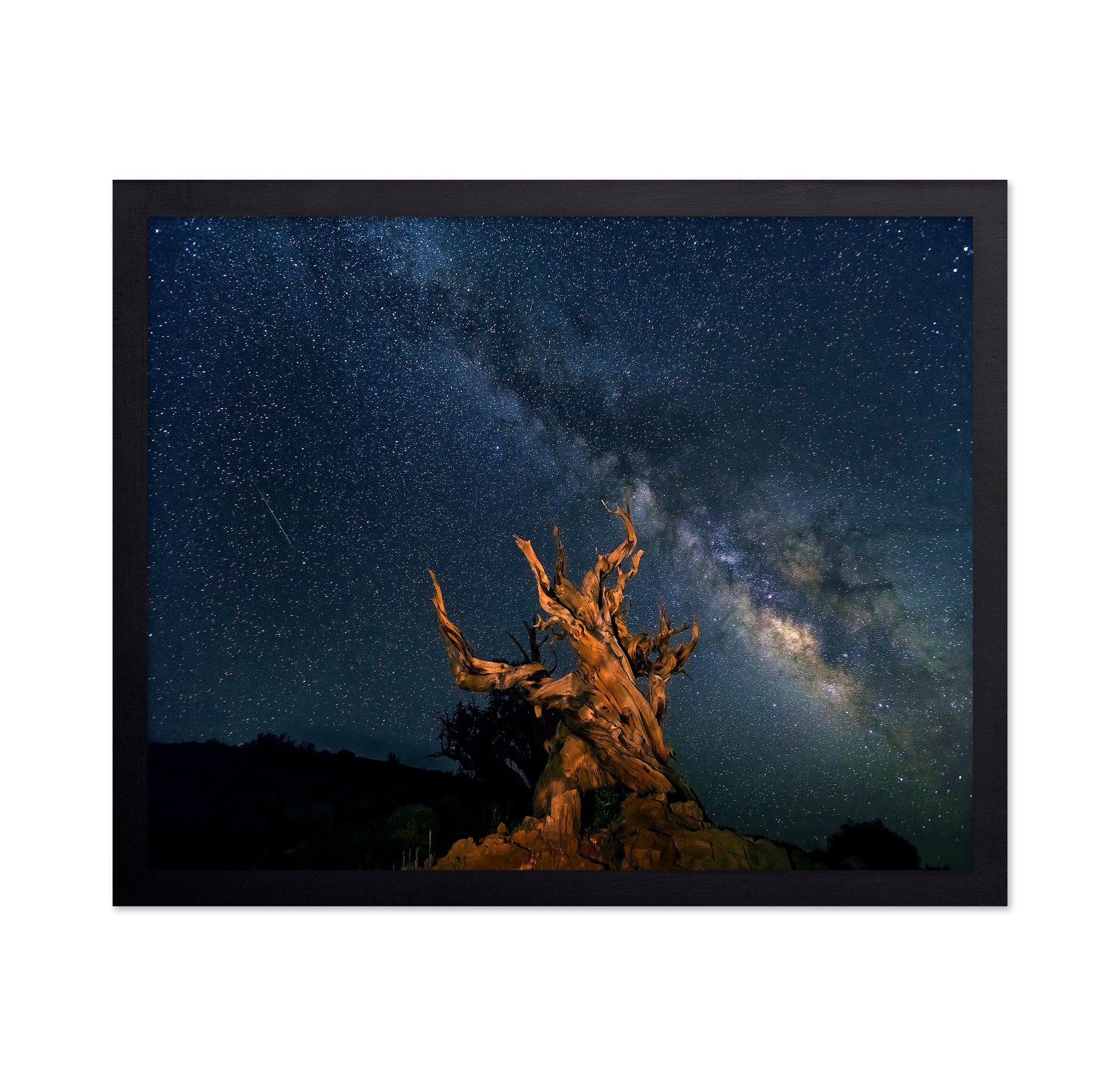 The Galaxy And Ancient Bristlecone Pine