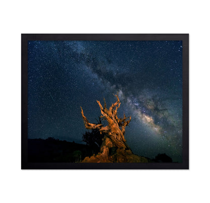 The Galaxy And Ancient Bristlecone Pine
