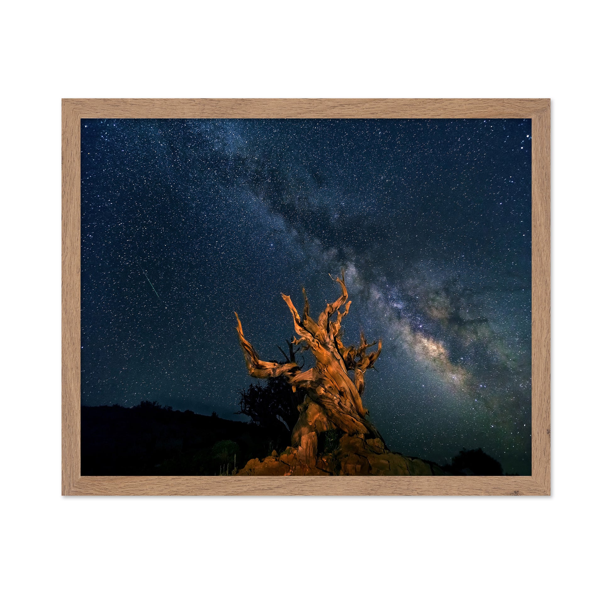The Galaxy And Ancient Bristlecone Pine