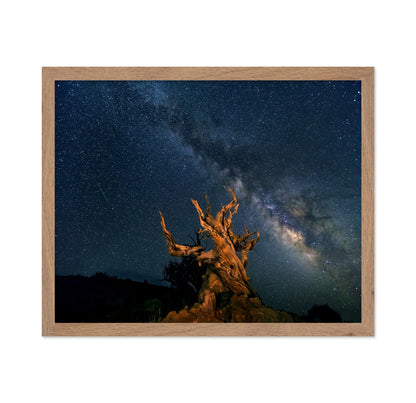 The Galaxy And Ancient Bristlecone Pine