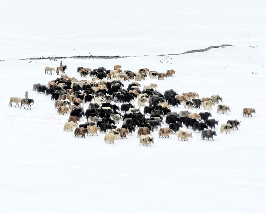 Yaks In Snow