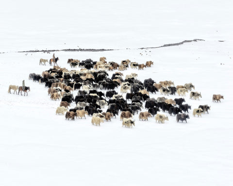 Yaks In Snow