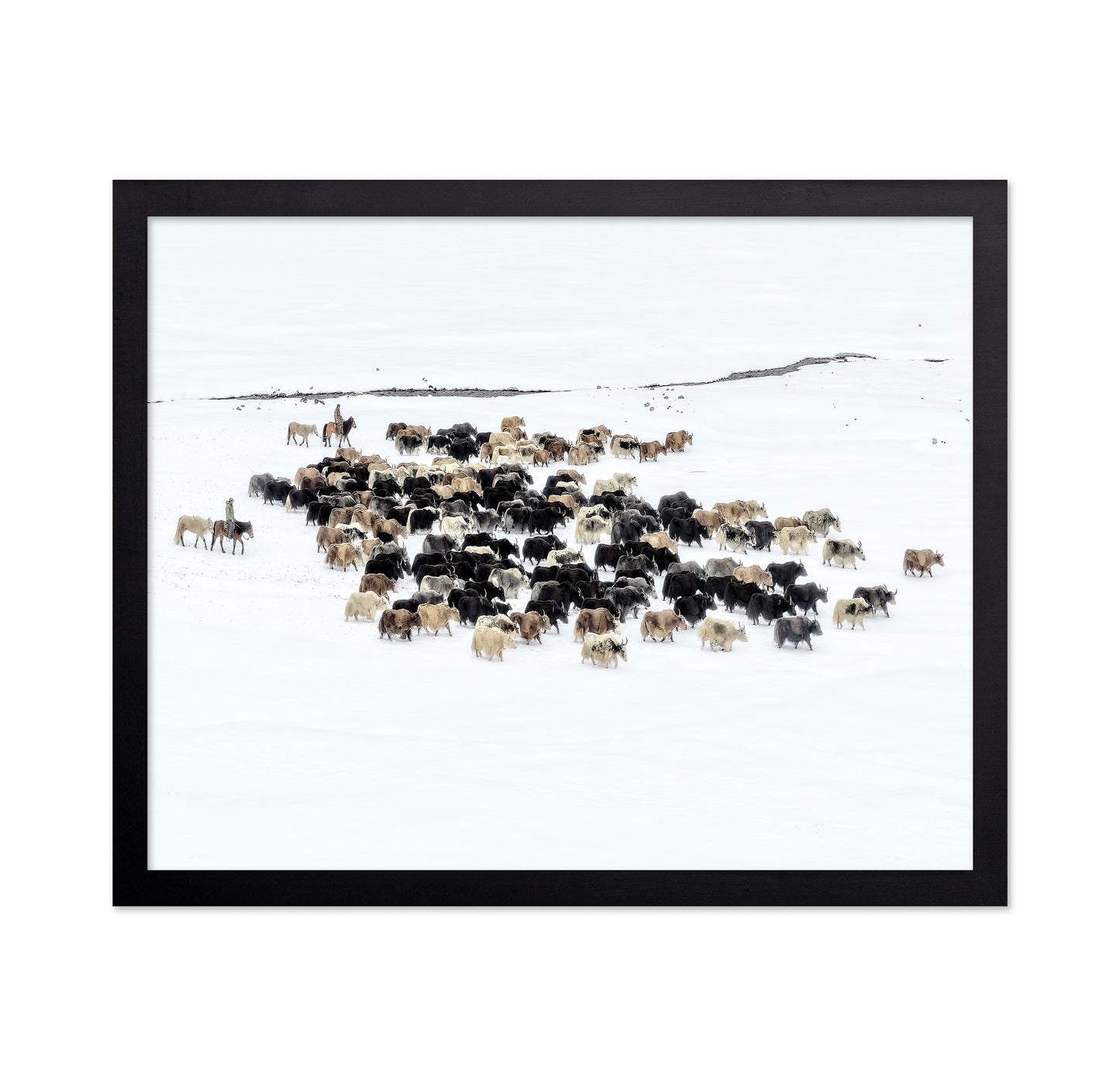 Yaks In Snow
