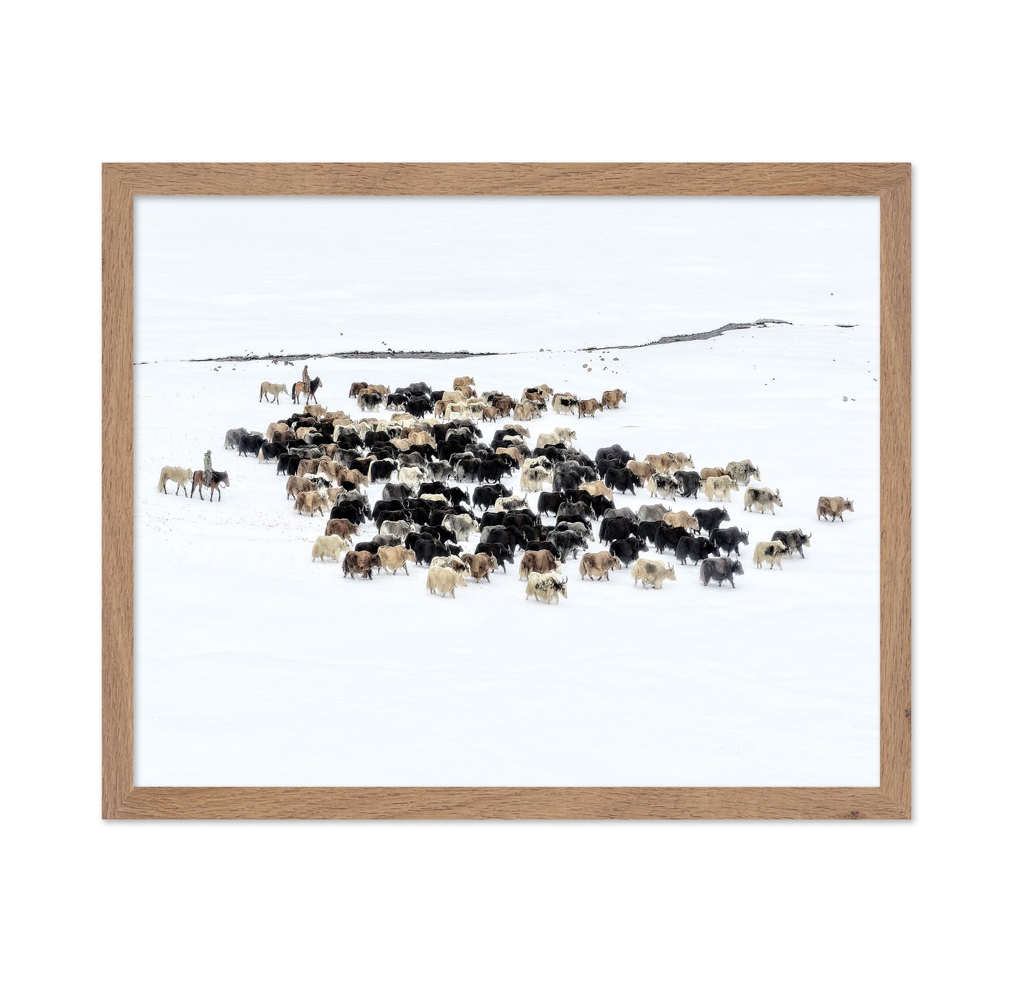 Yaks In Snow
