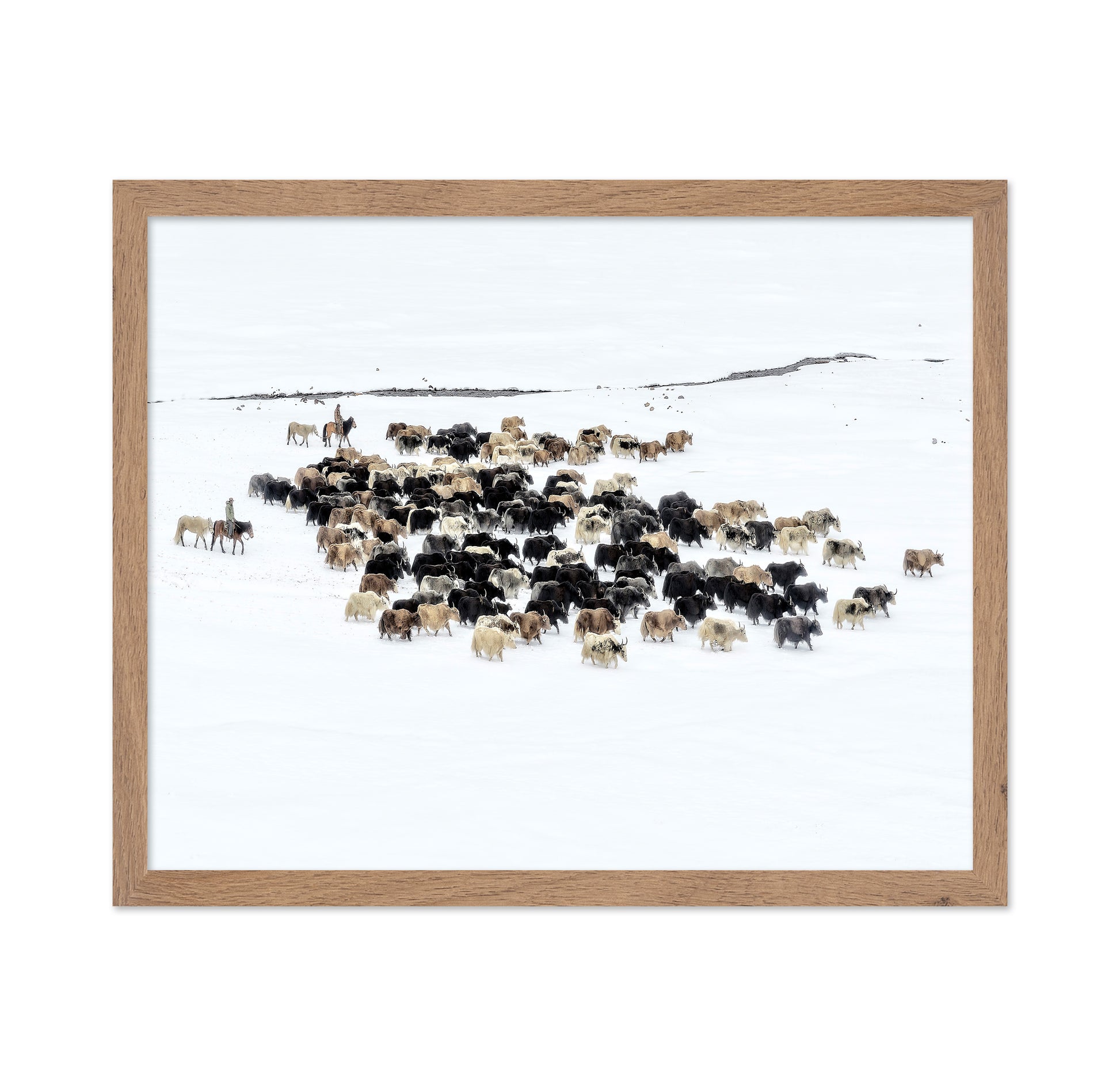 Yaks In Snow