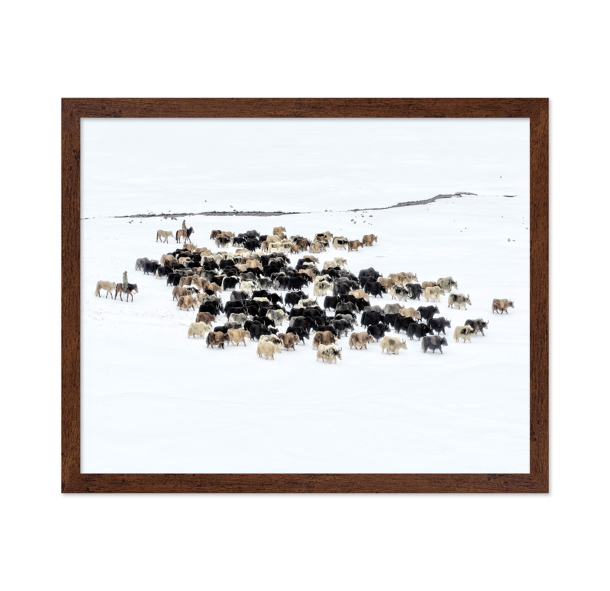 Yaks In Snow