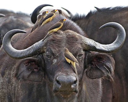 Buffalo And Oxpeckers