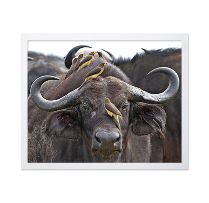 Buffalo And Oxpeckers