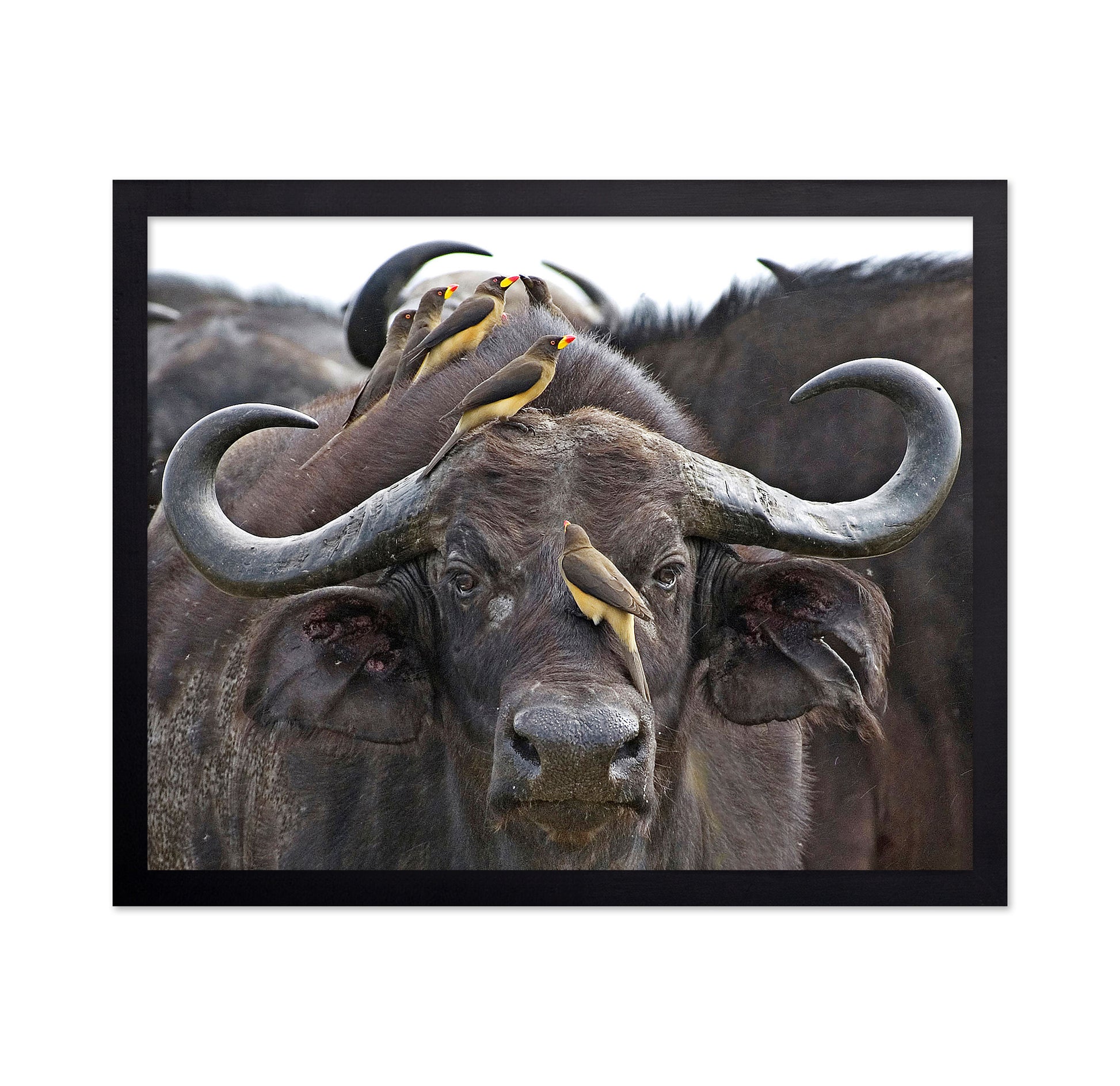 Buffalo And Oxpeckers
