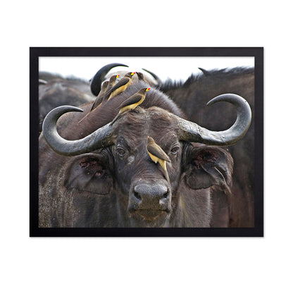 Buffalo And Oxpeckers