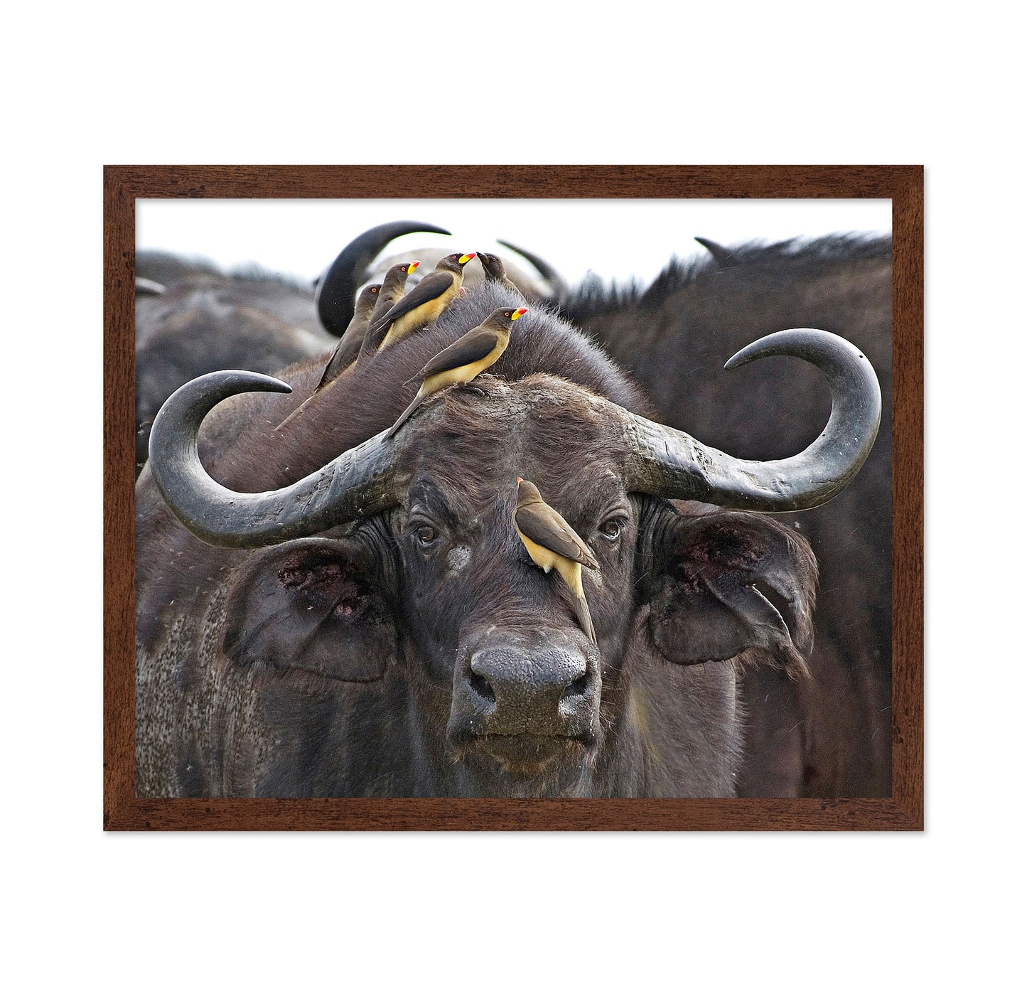 Buffalo And Oxpeckers