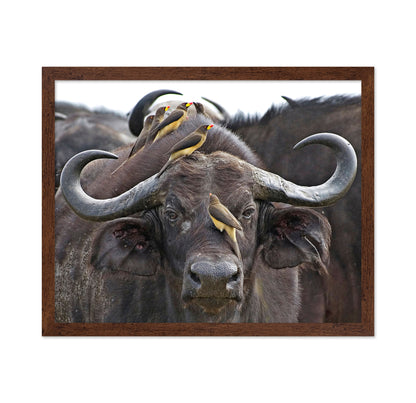 Buffalo And Oxpeckers