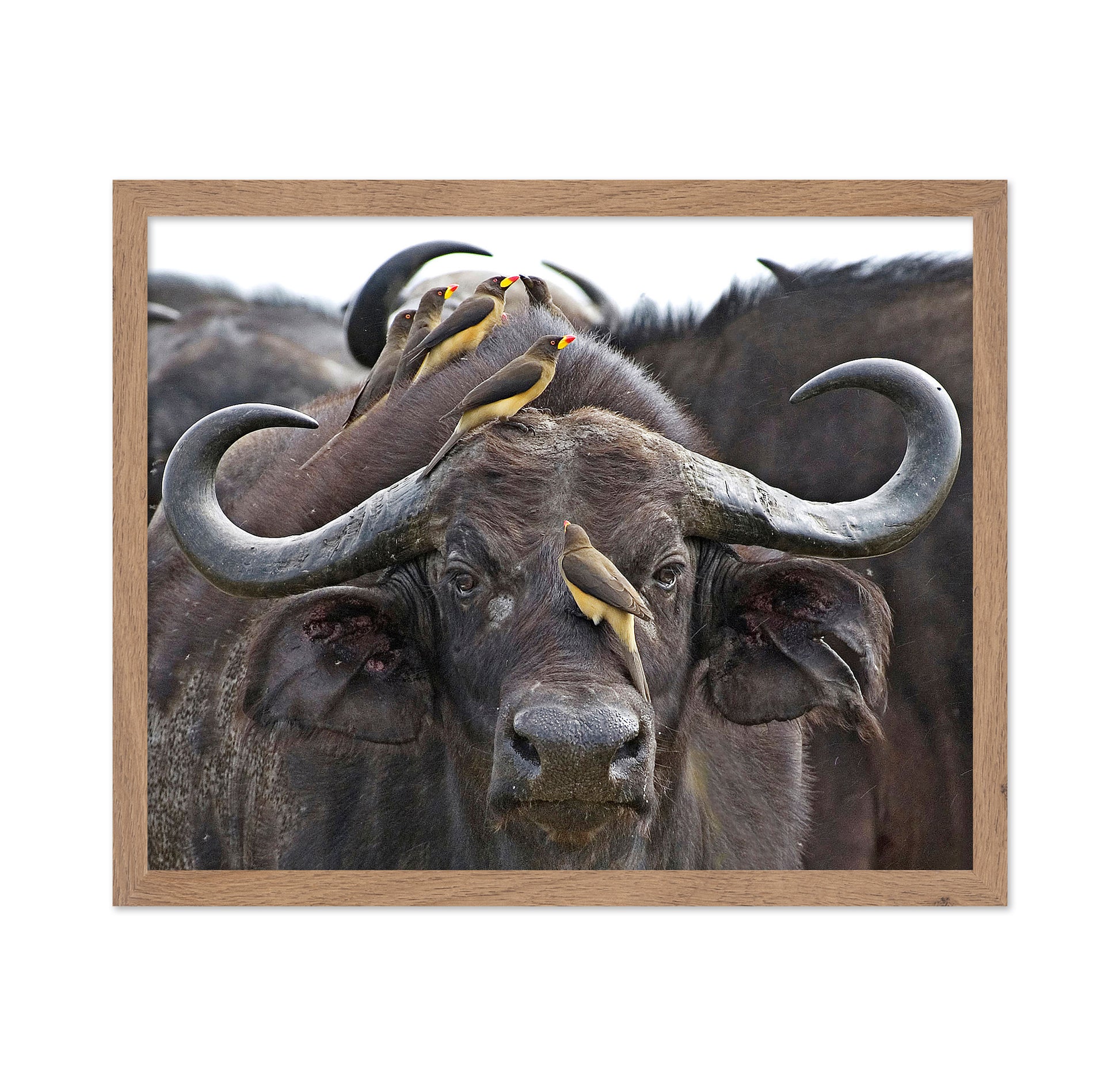 Buffalo And Oxpeckers