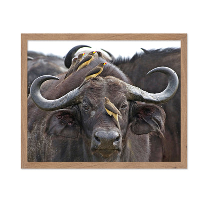 Buffalo And Oxpeckers