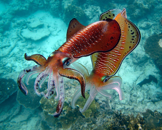 Cuttlefish