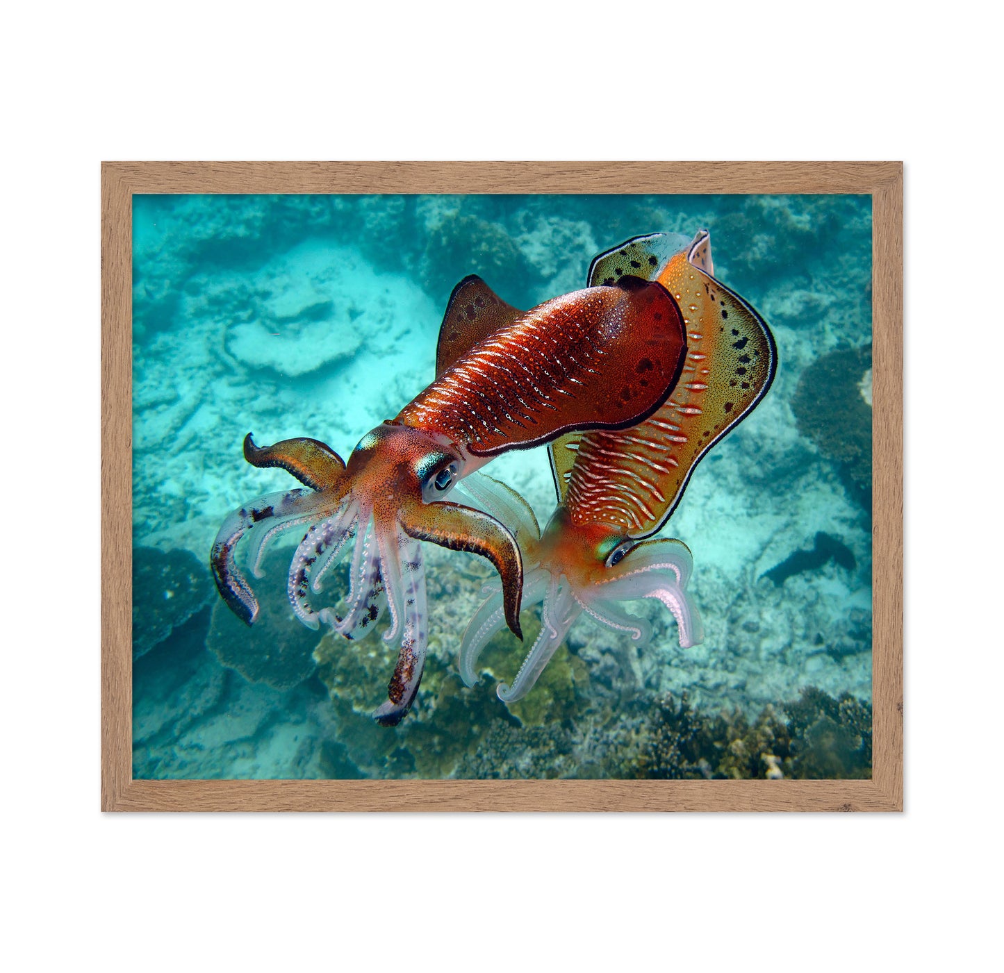 Cuttlefish