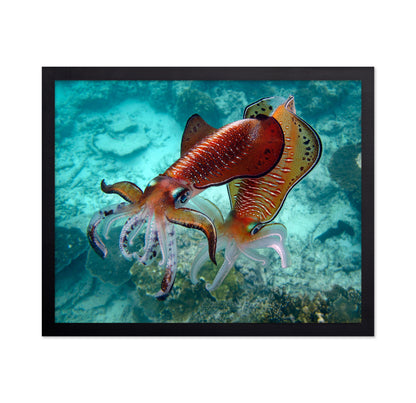 Cuttlefish