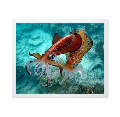 Cuttlefish