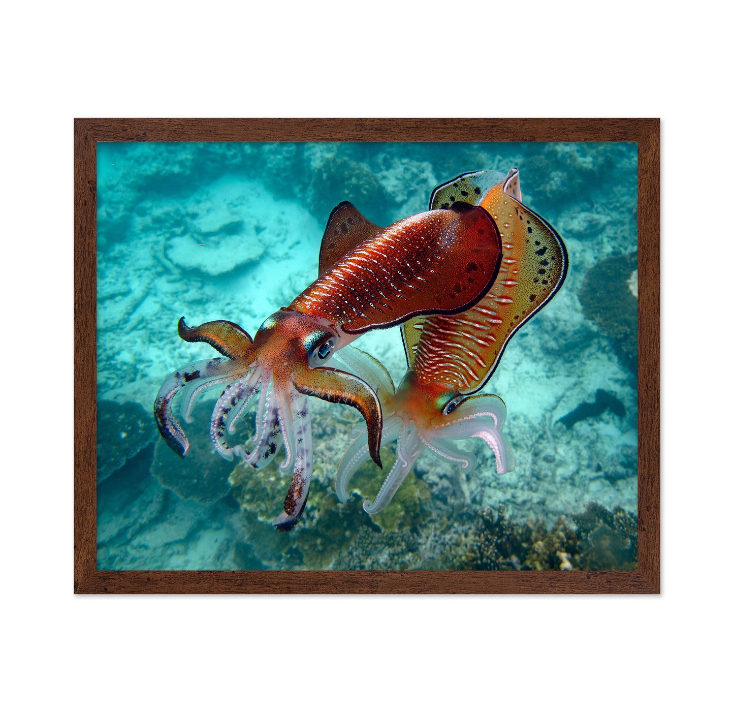 Cuttlefish