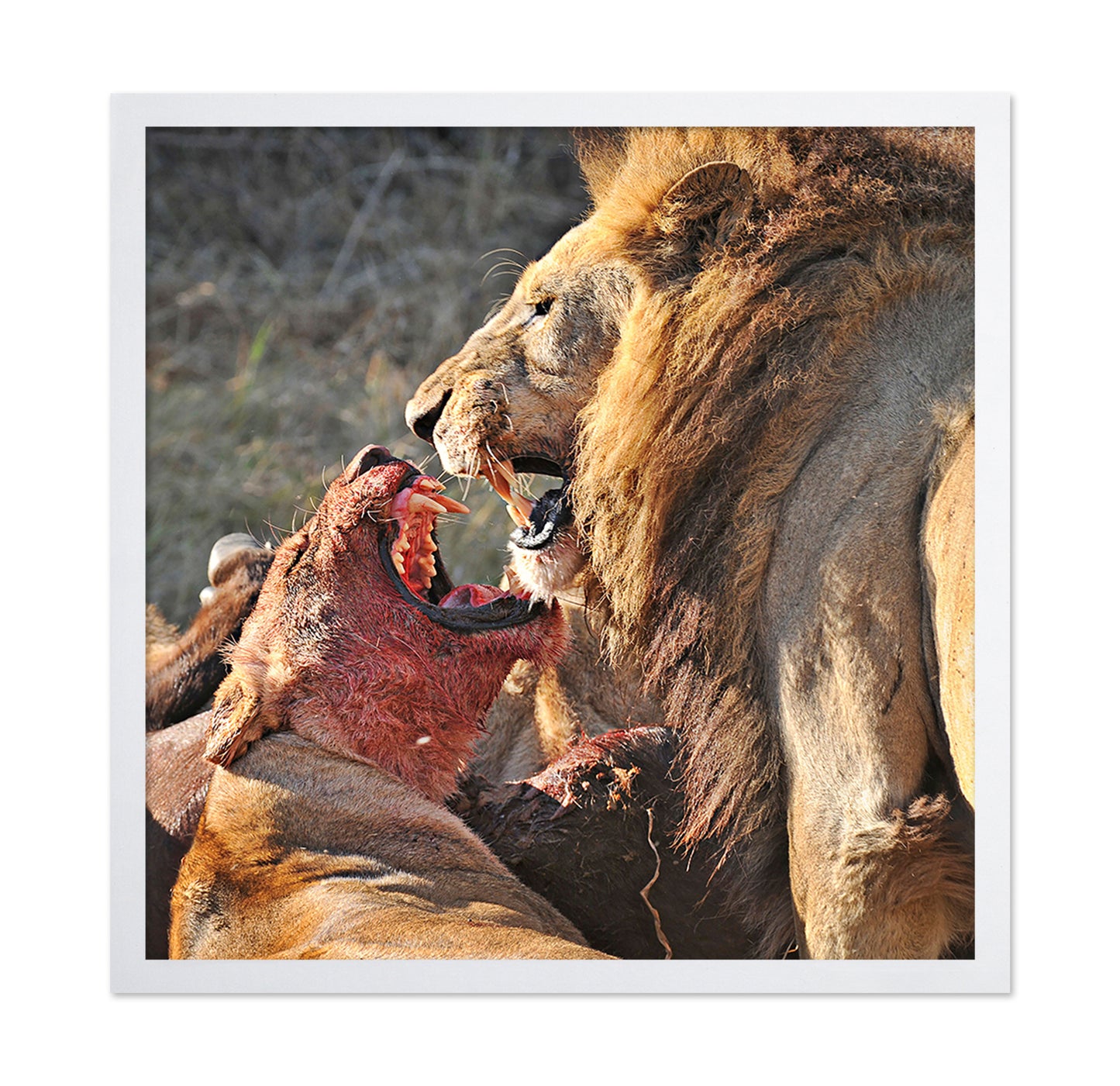 Lions Fight