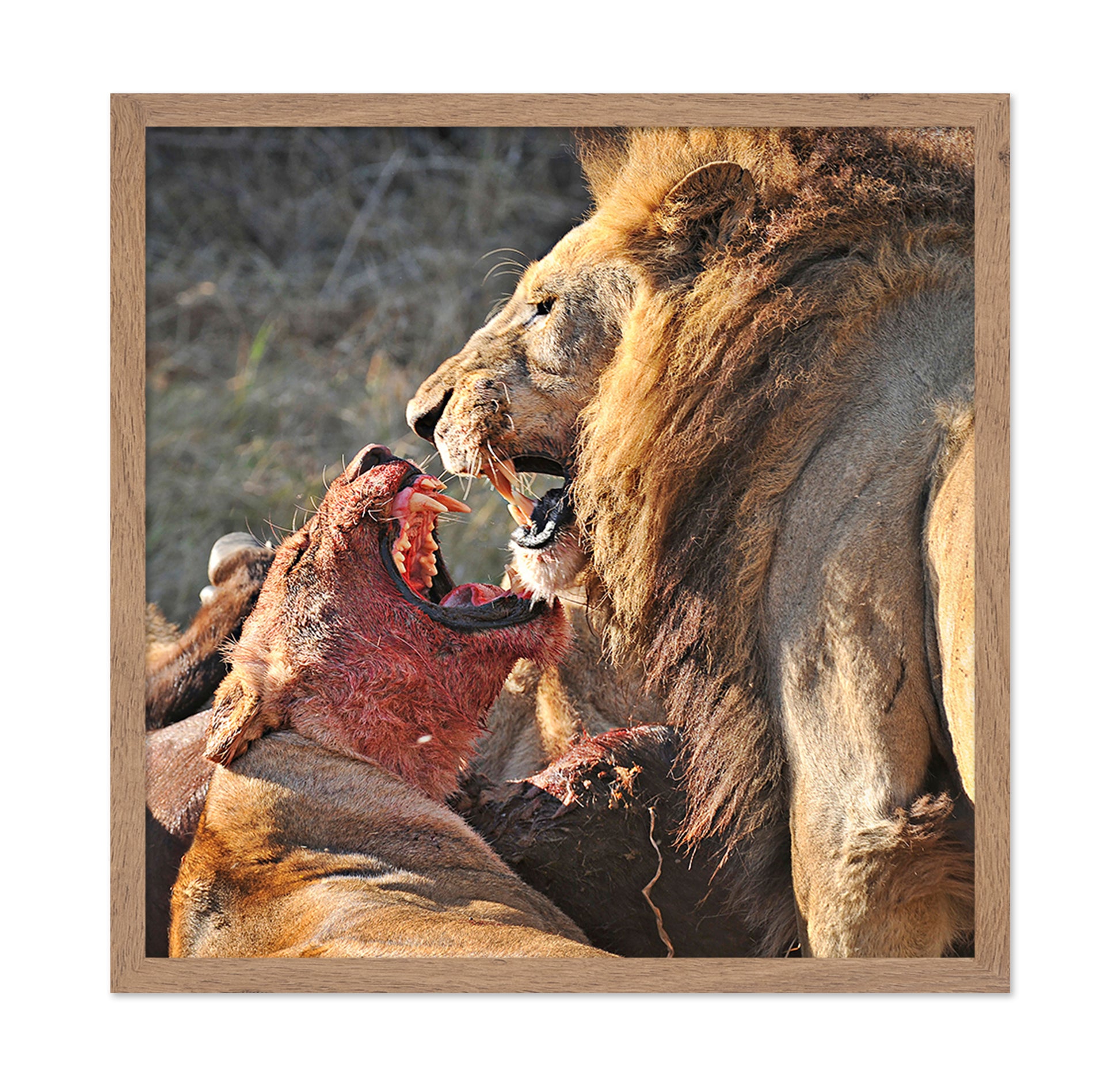 Lions Fight