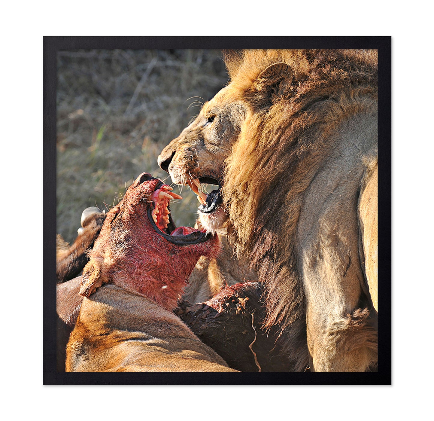Lions Fight
